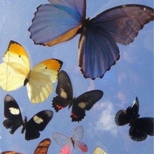 Meet your Posher, Marley